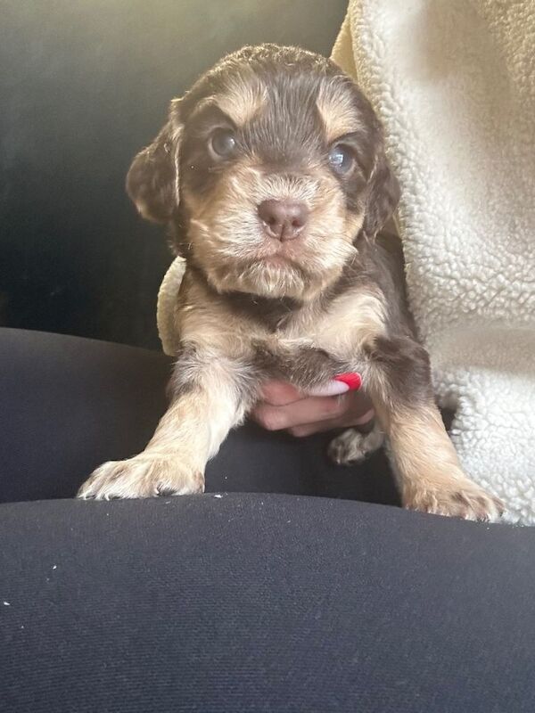 Cocker Spaniel puppies for sale in Poole, Dorset – 5 weeks old