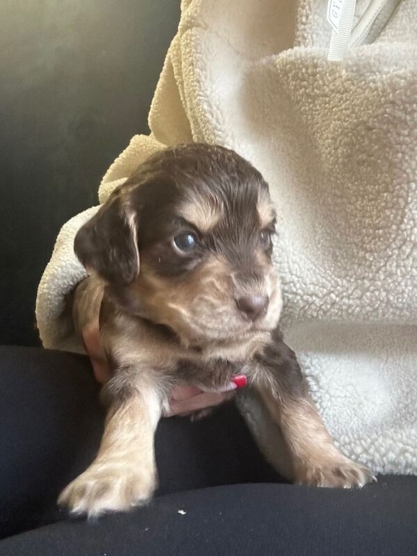 Cocker Spaniel puppies for sale in Poole, Dorset – 6 weeks old - Image 2 of 4