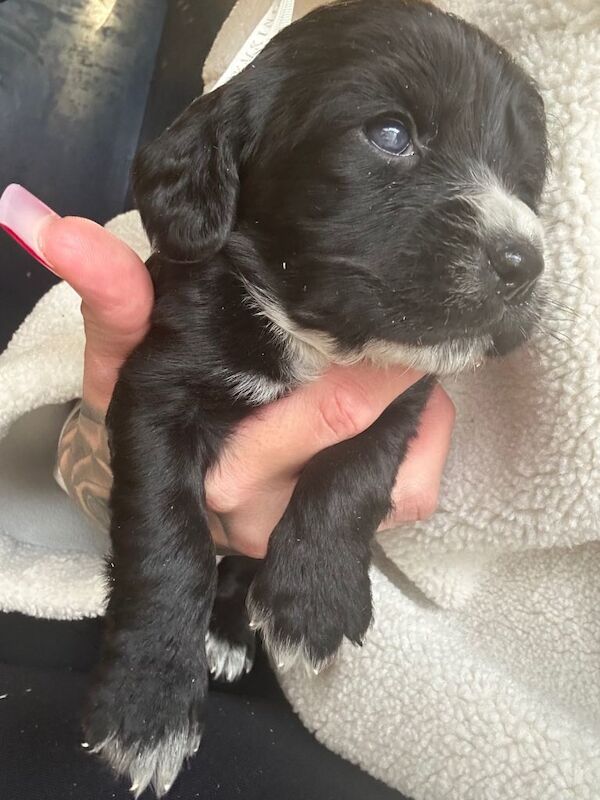 Cocker Spaniel puppies for sale in Poole, Dorset – 6 weeks old - Image 3 of 4