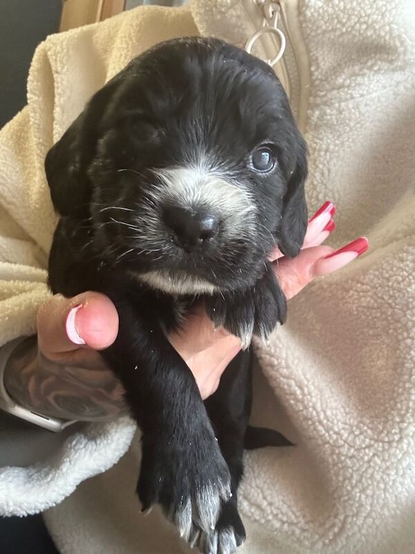 Cocker Spaniel puppies for sale in Poole, Dorset – 6 weeks old - Image 4 of 4