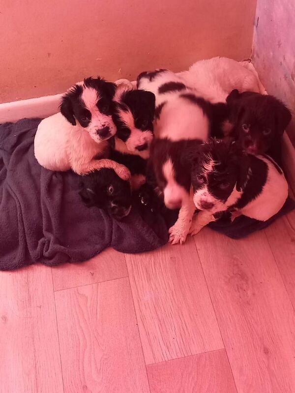 Cocker Spaniel puppies for sale in Bagshot, Surrey – 5 weeks old