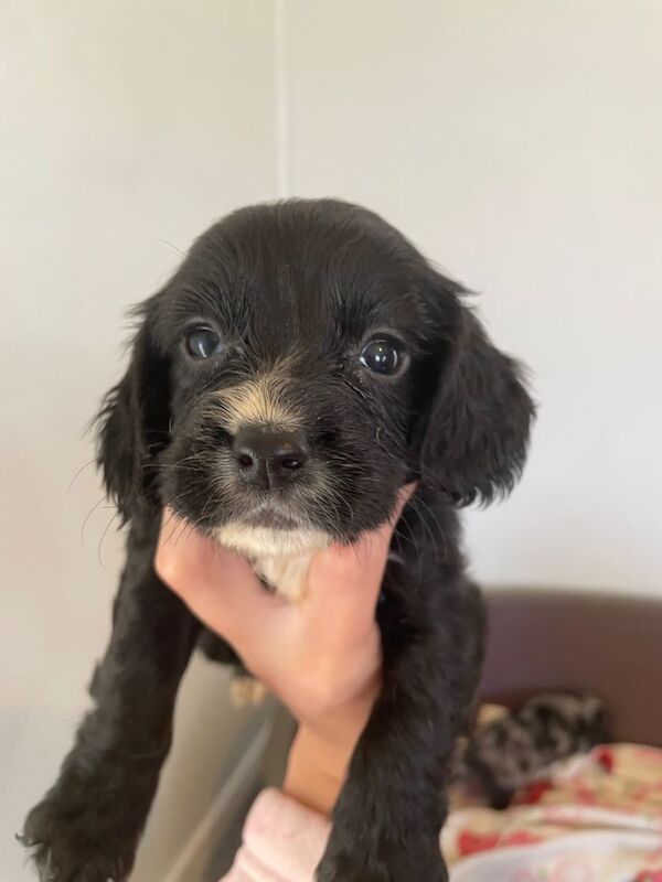 Cocker spaniel puppies