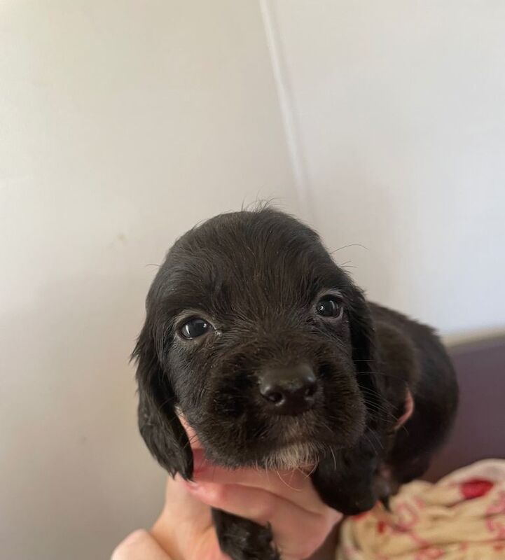 Cocker Spaniel Puppies For Sale in Totton, Hampshire | Cocker Spaniel ...