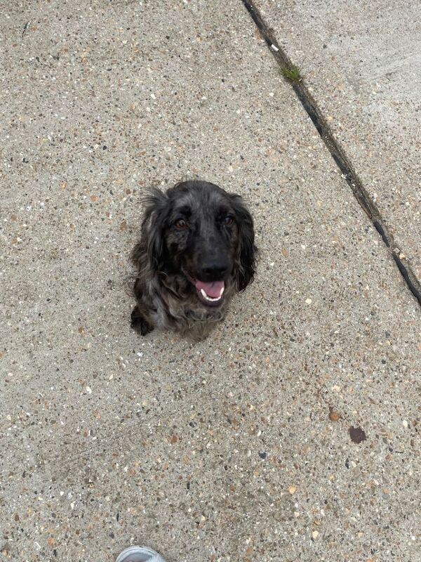 Cocker Spaniel Puppies For Sale in Totton, Hampshire | Cocker Spaniel ...