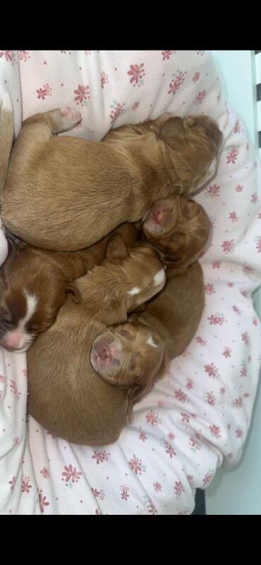 Cocker spaniel puppys