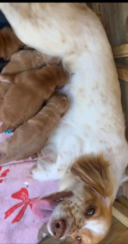 Cocker spaniel puppys - Image 2 of 3