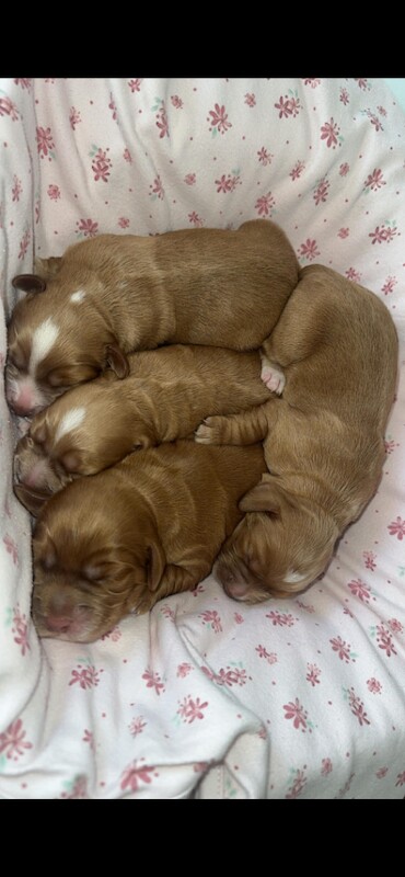 Cocker spaniel puppys - Image 3 of 3