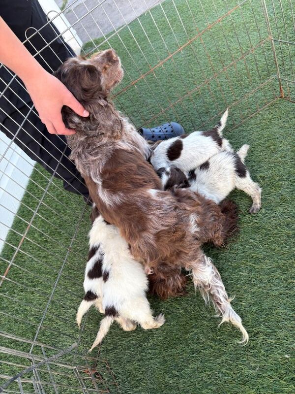 Cocker spaniel puppy’s