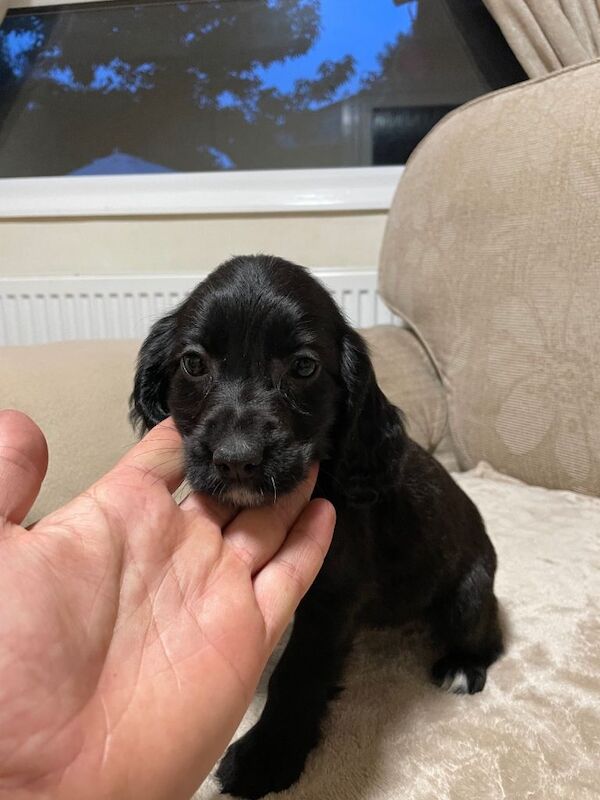Cocker spaniel puppy’s