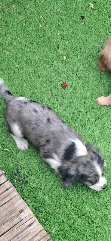 Cocker spaniel puppys