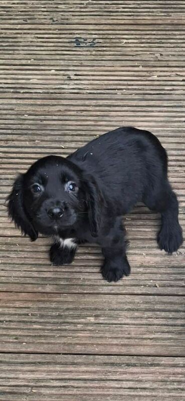 Cocker spaniel puppys - Image 2 of 3