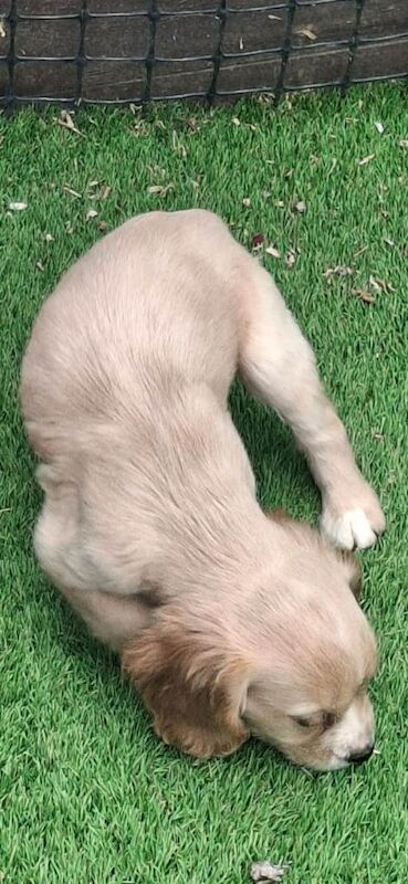 Cocker spaniel puppys - Image 3 of 3