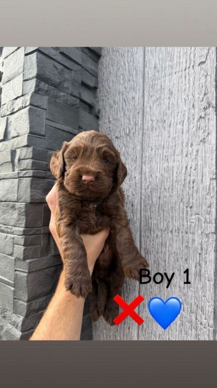 Cocker spaniel puppy’s