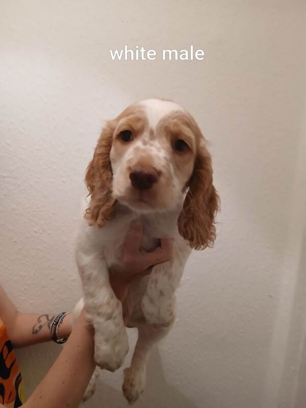 Cocker spaniel puppys