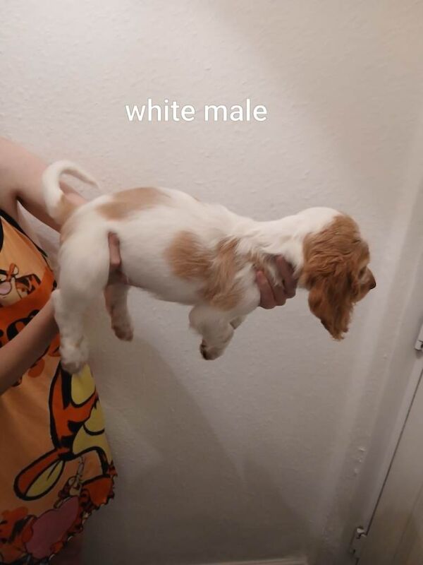 Cocker spaniel puppys - Image 2 of 3