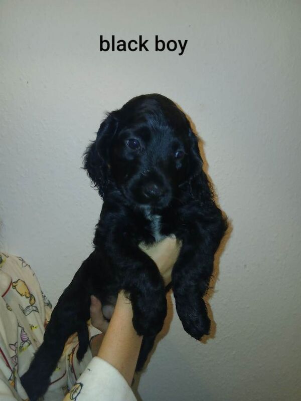 Cocker spaniel puppys - Image 3 of 3