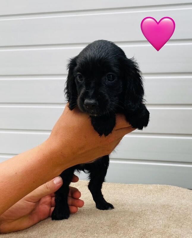 Cocker Spaniel puppies for sale in Wootton, Bedfordshire – 8 weeks old
