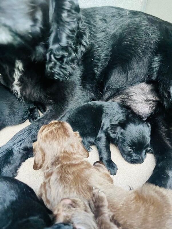 Cocker Spaniel puppies for sale in Wootton, Bedfordshire – 9 weeks old - Image 3 of 3