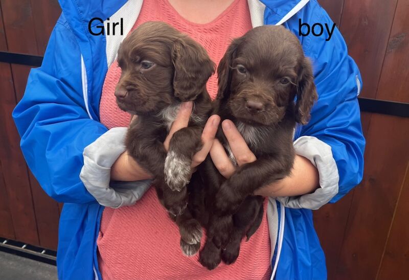 cocker spaniel puppy's for sale in Westbury, Wiltshire