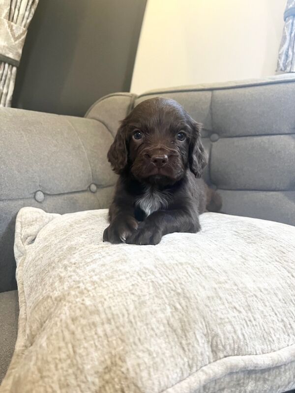 cocker spaniel puppy's for sale in Westbury, Wiltshire | Image 2
