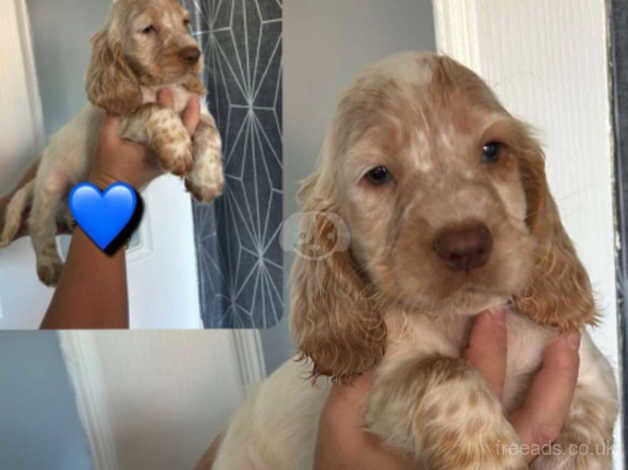 Cocker Spaniel puppies for sale in Walsall, West Midlands – 1 year old - Image 1 of 5
