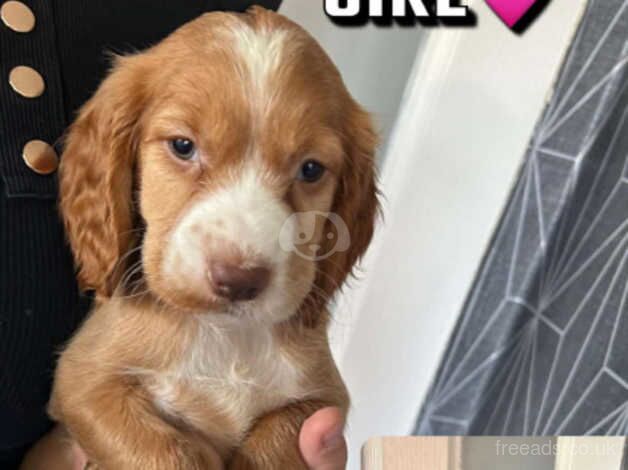 Cocker Spaniel puppies for sale in Walsall, West Midlands – 1 year old - Image 4 of 5