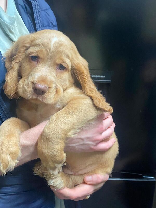 Cocker Spaniel puppies for sale in Greater London – 8 weeks old