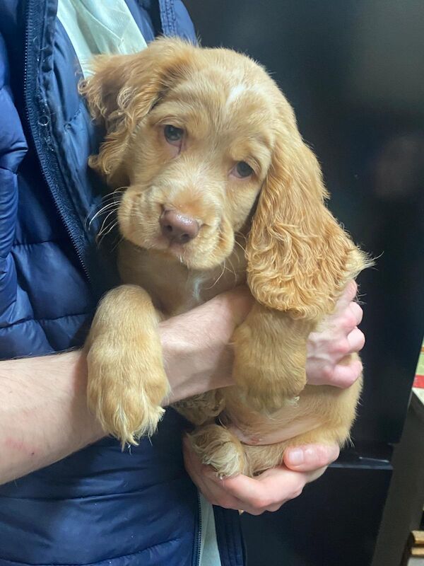 Cocker Spaniel puppies for sale in Greater London – 8 weeks old - Image 2 of 6