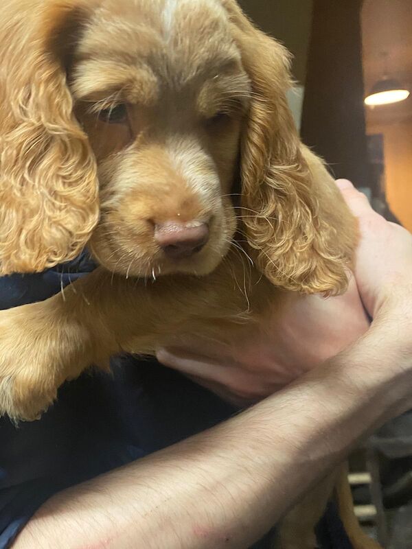 Cocker Spaniel puppies for sale in Greater London – 8 weeks old - Image 3 of 6