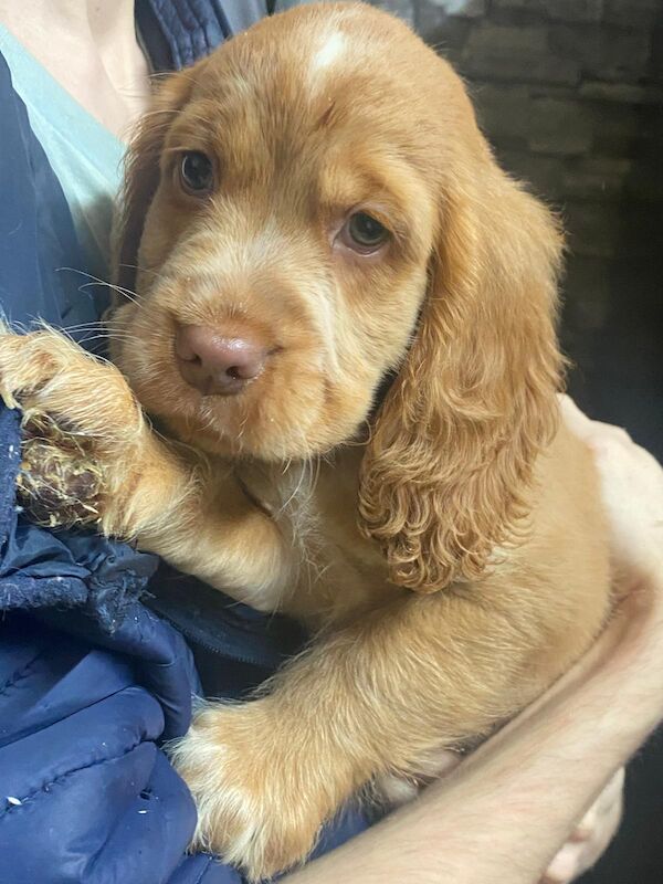 Cocker Spaniel puppies for sale in Greater London – 8 weeks old - Image 4 of 6