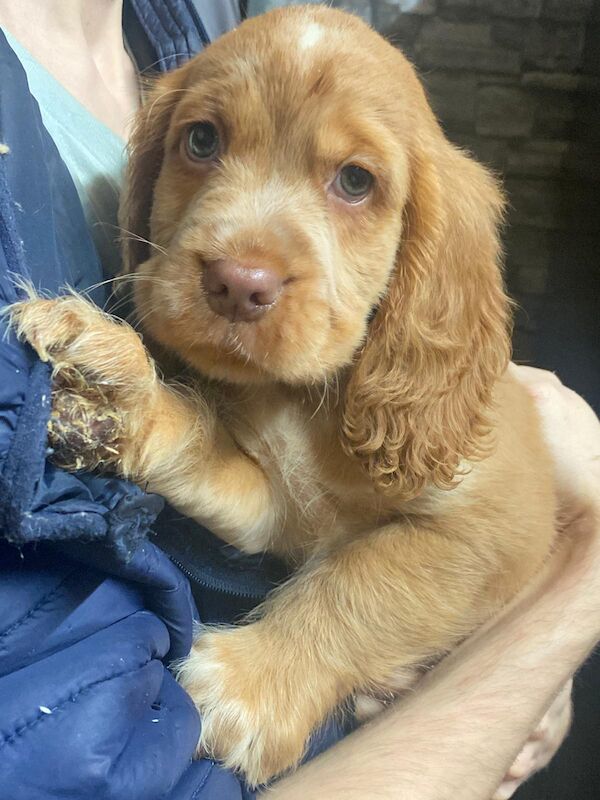 Cocker Spaniel puppies for sale in Greater London – 8 weeks old - Image 5 of 6