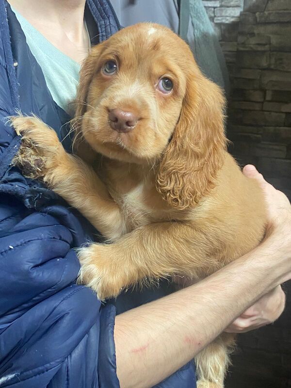 Cocker Spaniel puppies for sale in Greater London – 8 weeks old - Image 6 of 6
