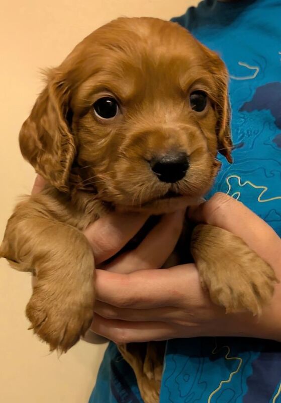 Cocker Spaniel puppies for sale in Appleby-in-Westmorland, Cumbria – 4 weeks old