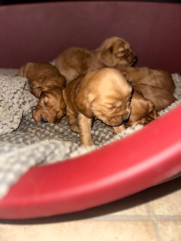 Cocker Spaniel puppies for sale in Durham, Durham – 1 year old - Image 2 of 3