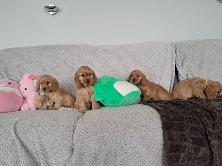 Cocker Spaniel puppies for sale in Castlederg, County Tyrone – KC registered, 11 months old - Image 3 of 3