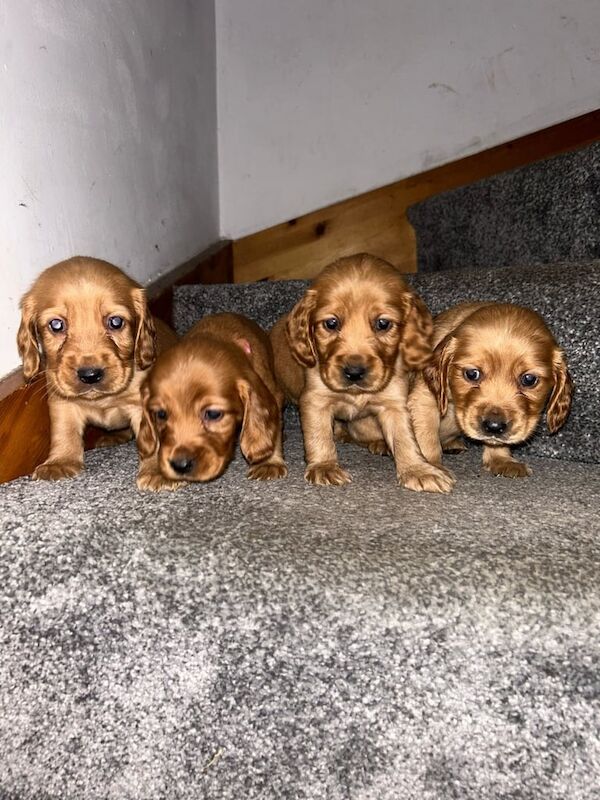 Cocker Spaniel puppies for sale in Londonderry, County Londonderry – 10 months old - Image 2 of 3