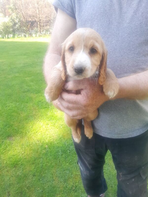 Cocker Spaniel puppies for sale in Dungannon, County Tyrone – 12 months old - Image 1 of 3
