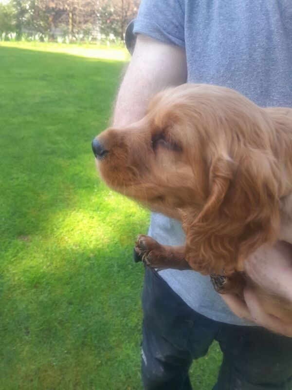 Cocker Spaniel puppies for sale in Dungannon, County Tyrone – 12 months old - Image 2 of 3