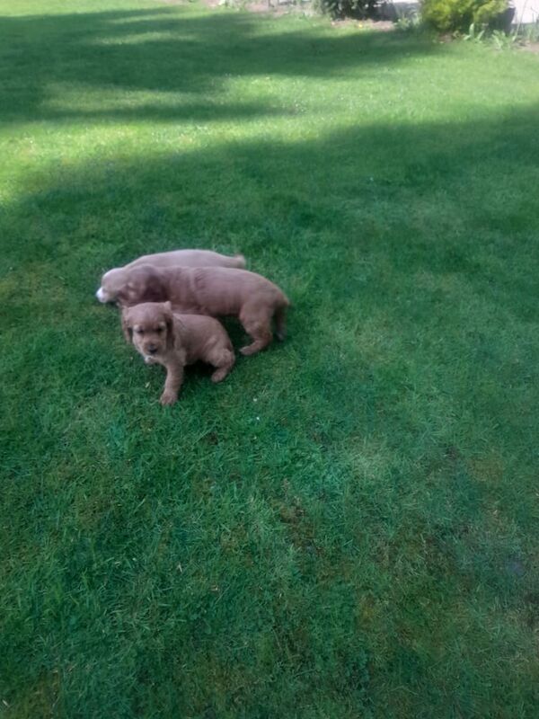 Cocker Spaniel puppies for sale in Dungannon, County Tyrone – 12 months old - Image 3 of 3