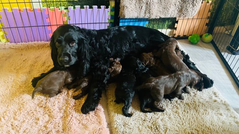 Cocker spaniel pups for sale in Linlithgow, West Lothian - Image 2
