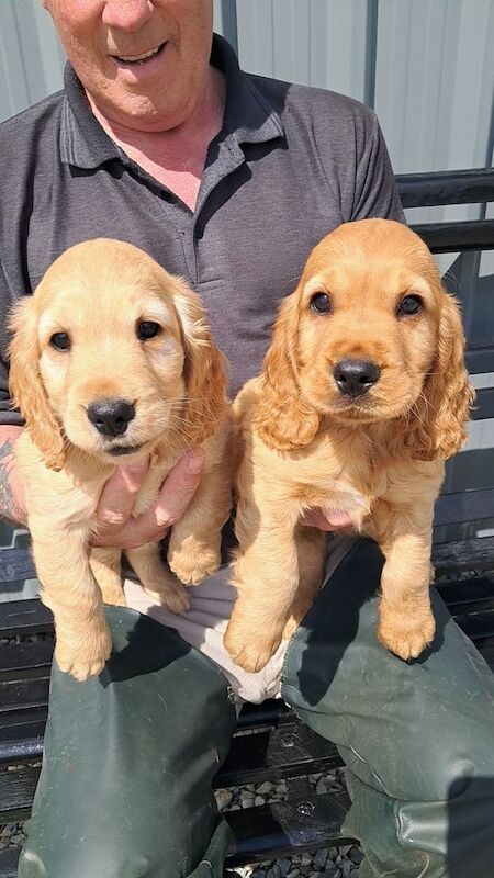 Cocker spaniel pups for sale in Castlederg, County Tyrone
