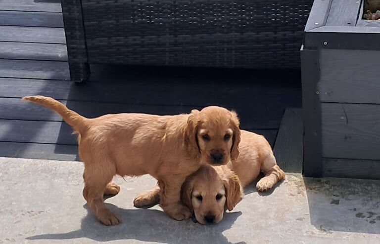 Cocker spaniel pups - Image 2 of 3