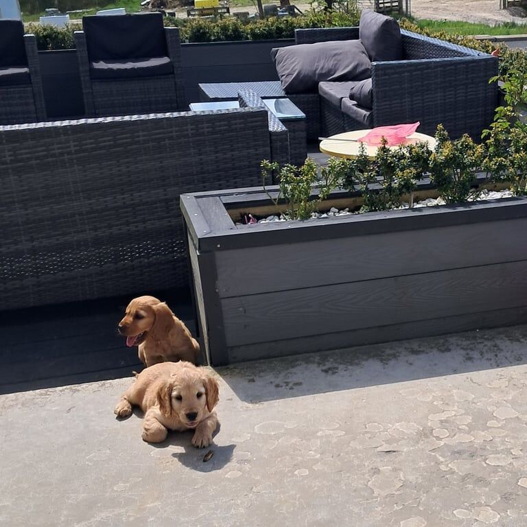 Cocker spaniel pups - Image 3 of 3