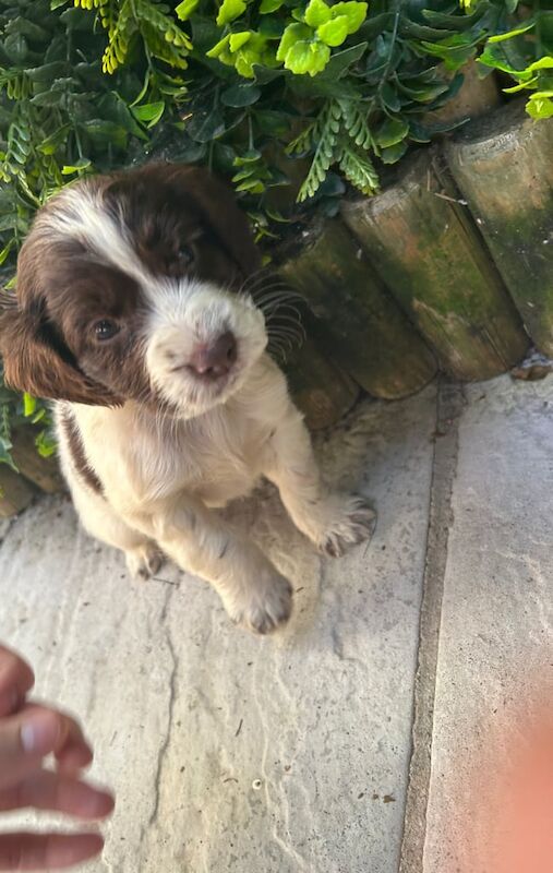 Cocker spaniel pups for sale in Dungannon, County Tyrone