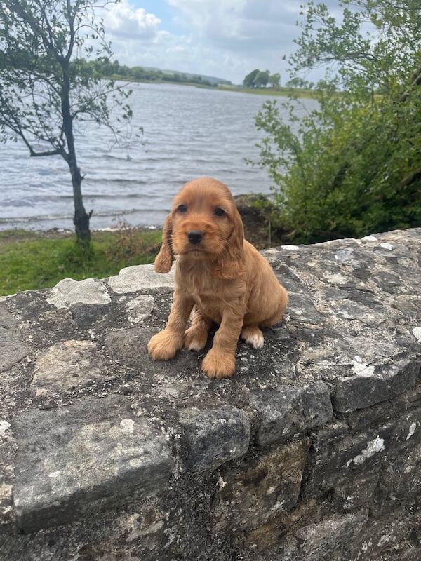 Cocker spaniel pups for sale in Derrylin, County Fermanagh