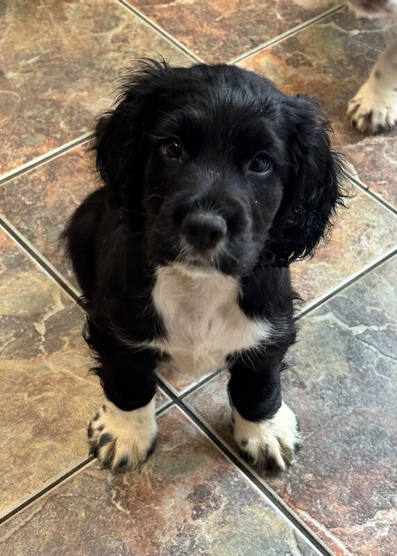 Cocker Spaniel puppies for sale in Pontypridd, Mid Glamorgan – 8 months old - Image 2 of 3