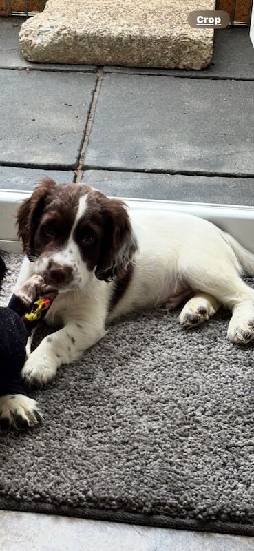 Cocker Spaniel puppies for sale in Pontypridd, Mid Glamorgan – 8 months old - Image 3 of 3