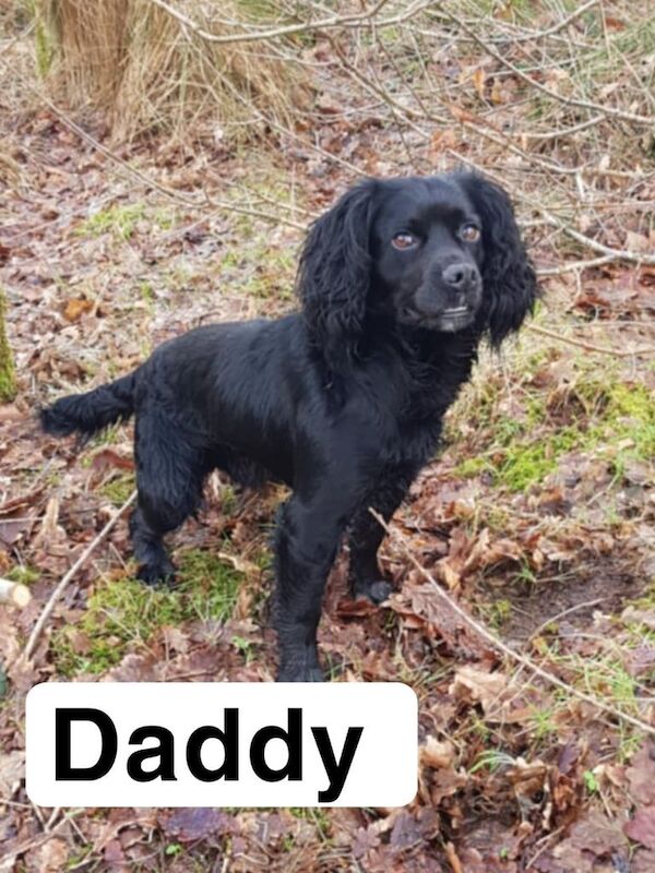 Cocker Spaniel pups for sale in Coleraine, County Londonderry - Image 3