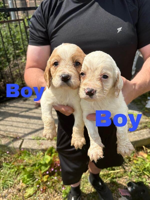 Cocker spaniel pups for sale in Bradford, West Yorkshire | Image 2