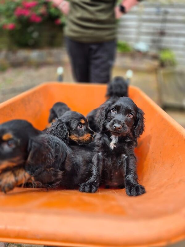 Cocker spaniel pups for sale in Ballymena, County Antrim
